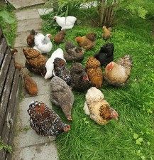 10 Zwerg Orpington Hühner