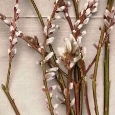 Japanische Drachenweide Sekka