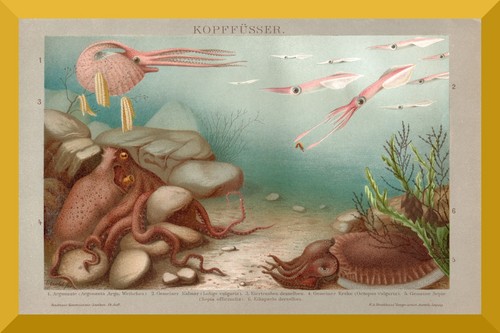 Kopffüßer 130 jahre alte - kopffüßer, +130