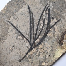 Kreide Pflanze Liaoningocladus