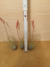 Tillandsia fuchsii var