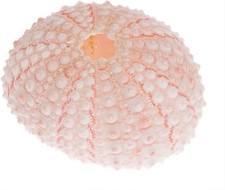 NaDeco Seeigel Gehäuse Rosa