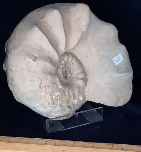 Großer ammonit ceratites - großer,