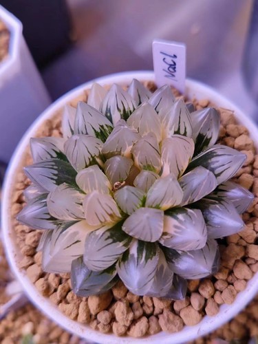 Haworthia cooperi obto - haworthia, cooperi【obto