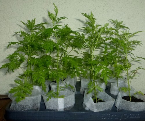 Pflanzen artemisia annua - 3, x