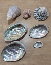 Muschel-Sammlung - Trochus