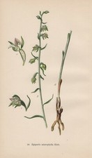 Epipactis microphylla - Kleinblättrige Stendelwurz CHROMOLITHOGRAPHIE von 1904 