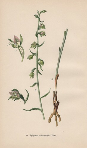 Epipactis microphylla - ,