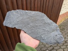 FARN und SCHACHTELHALM