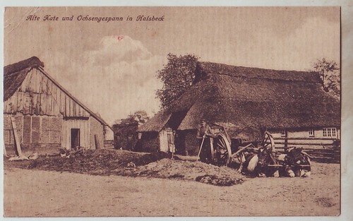 Alte kate ochsengespann - ,
