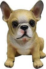 Französische Bulldogge