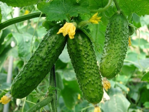 10x samen gurke junak f1 - 10x,