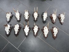 Rehgehörn jährl. Böcke