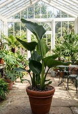 Strelitzia nicolai