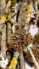 Äste mit Flechten & Moos