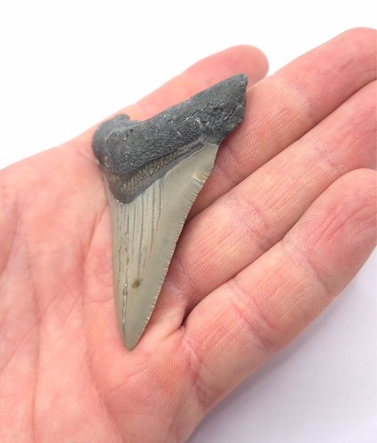 Gut gezackter megalodon - gut,