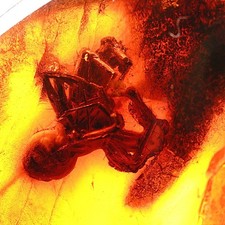 Baltischer Bernstein mit