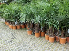 Trachycarpus fortunei 50 - 260 cm winterharte Palme Chinesische Hanfpalme