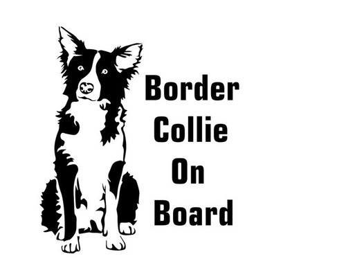 Border collie board - on,