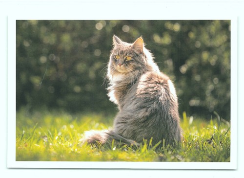 Postkarte katze - ak, 29''