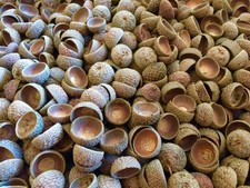 250 x Eichelhütchen - Eichelkranz - Herbst - Weihnachten - Floristik - Basteln
