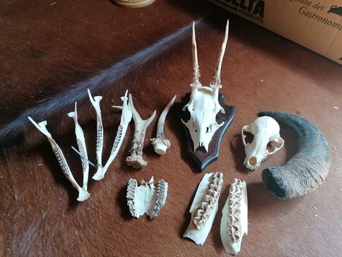 Bisonhorn rehbock marder - ,,