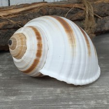 Tonna Sulcosa 10cm A-Qualität