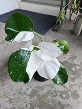Sale2265 philodendron withe - sale2265,