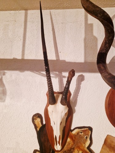 Oryx antilope - (oryx, gazella)
