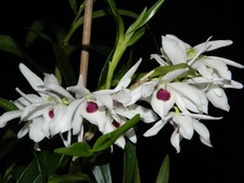 Orchidee - Dendrobium Cassiope