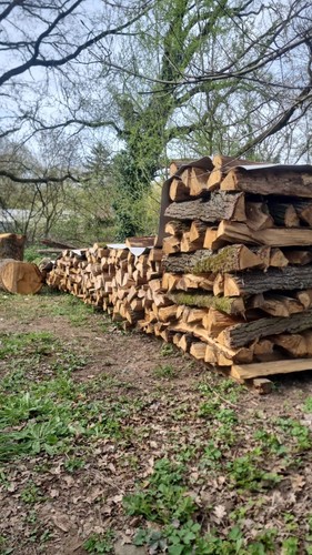 Brennholz eiche - brennholz,