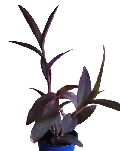 Purpurea oder tradescantia - purpurea,
