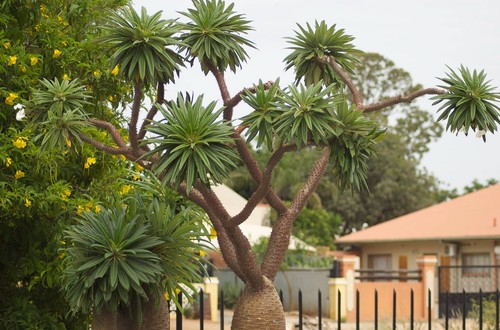 Pachypodium lamerei samen - pachypodium, 10