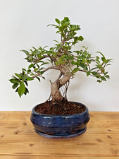 Zimmerbonsai Ficus retusa immergrün pflegeleicht 5170 Anfänger geeignet Wohnung