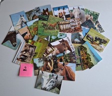 50 Postkarten Motiv Pferd