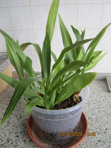 Zygopetalum orchidee großer - zygopetalum, orchidee:großer