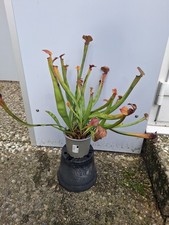 Sarracenia Hybride, Schlauchpflanze, fleischfressende Pflanze 