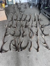 Abwurfstangen Hirsch – Naturgeweihe 30–75 cm – Deko & Basteln