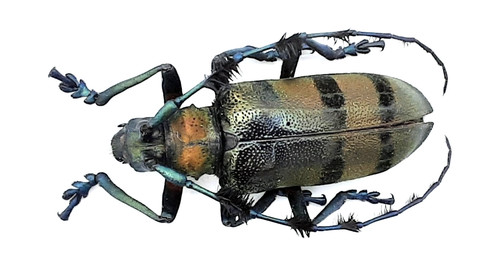 Cerambycidae thysia wallichii - cerambycidae,,