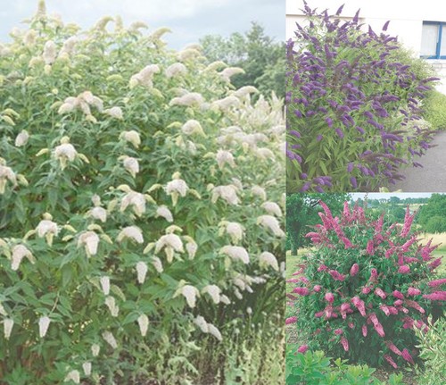 Sommerflieder cm - sommerflieder, 20-30