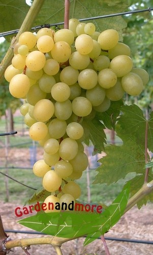 Weintraube frumoasa alba - weintraube,