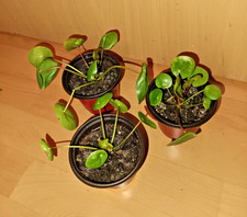 3 Pfannkuchenpflanze - Ufo Pflanze Pilea Peperomioides  Nr. 1, 2, 3