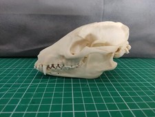 Marderhund Schädel Tanuki 