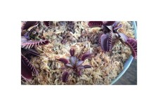 3x Dionaea muscipula Pink
