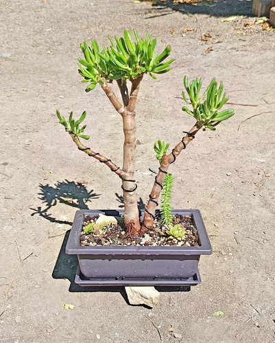 Pre bonsai crassula ovata - crassula,