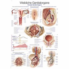 Erler zimmer anatomische - erler,