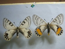 Parnassius autokrator Afghanistan