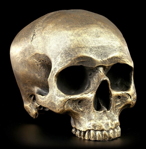 Totenkopf ohne unterkiefer - unterkiefer,