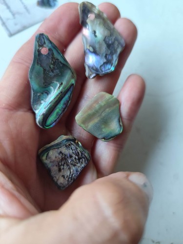 Perlmutt paua shell - x,