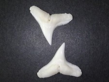 Bronzehai (Carcharhinus brachyurus) - 2 echte Haizähne (Hai, Zahn, Gebiss) #2